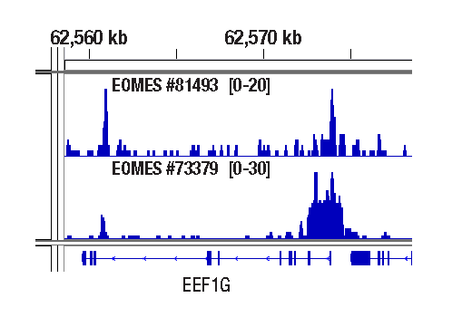 CUT & RUN Image 1: EOMES (E4Z4X) Rabbit Monoclonal Antibody