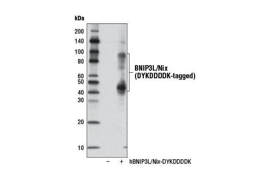 undefined Image 18: Mitophagy Antibody Sampler Kit