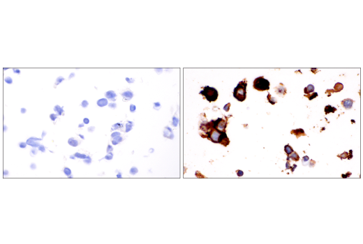 Immunohistochemistry Image 5: TMEM119 (E3E4T) Mouse Monoclonal Antibody (BSA and Azide Free)