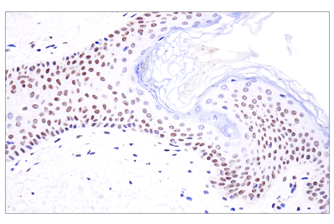 Immunohistochemistry Image 5: Acetyl-Histone H4 (Lys16) (E2B8W) Rabbit Monoclonal Antibody (BSA and Azide Free)