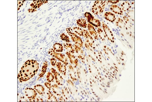 Immunohistochemistry Image 2: Sox2 (D1C7J) Rabbit Monoclonal Antibody