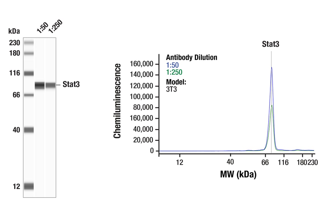 Western Blotting Image 1: Stat3 (79D7) Rabbit Monoclonal Antibody
