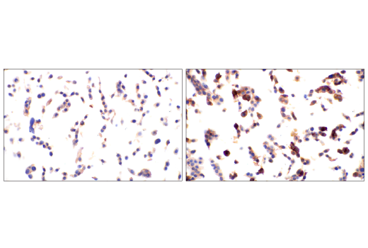 Immunohistochemistry Image 1: Phospho-Tyrosine (4G10) Mouse Monoclonal Antibody