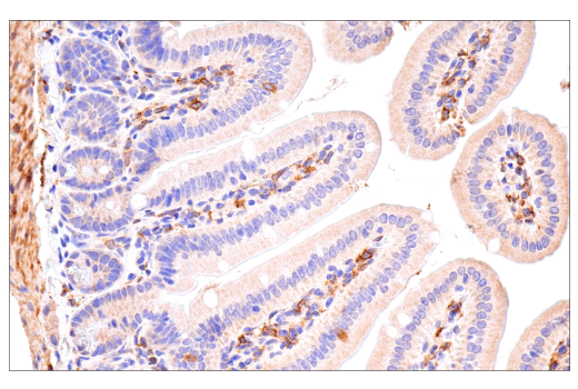 Immunohistochemistry Image 9: Cox2 (D5H5) XP<sup>®</sup> Rabbit mAb (BSA and Azide Free)
