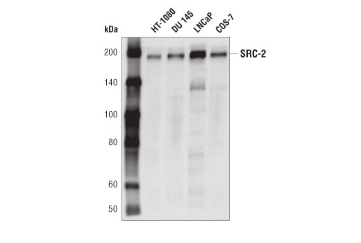 Western Blotting Image 1: SRC-2 (D2X4M) Rabbit mAb