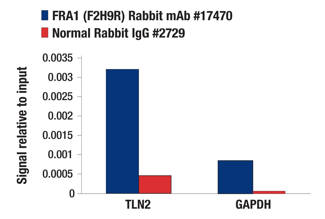 Chromatin Immunoprecipitation Image 1: FRA1 (F2H9R) Rabbit Monoclonal Antibody