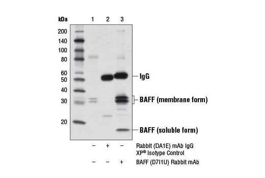 BAFF (D7I1U) Rabbit mAb | Cell Signaling Technology