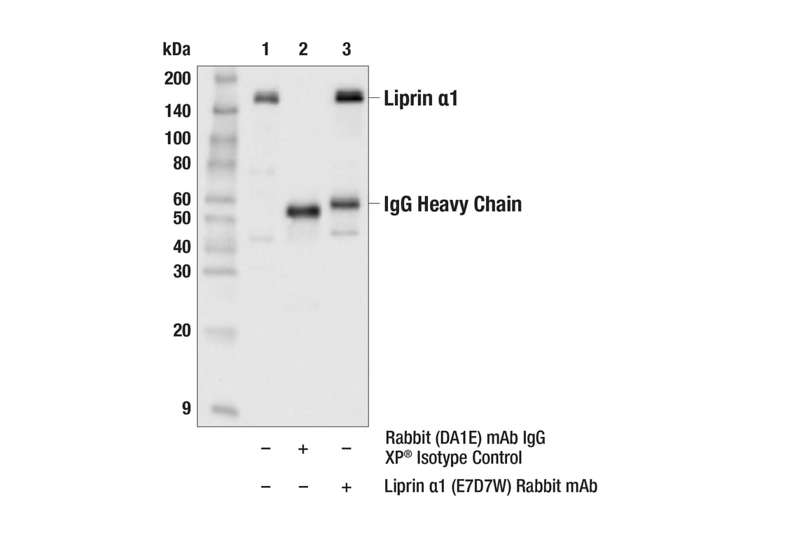Immunoprecipitation Image 1: Liprin alpha1 (E7D7W) Rabbit Monoclonal Antibody