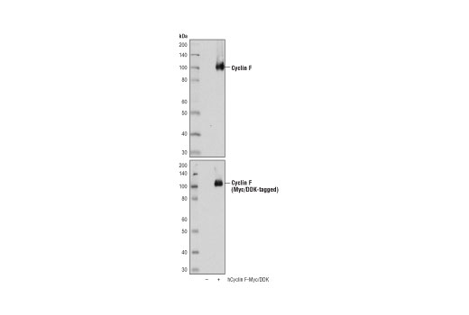 Western Blotting Image 2: Cyclin F (D9K2U) Rabbit Monoclonal Antibody
