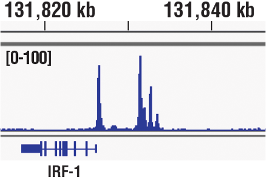 undefined Image 64: Human Reactive M1 vs M2 Macrophage IHC Antibody Sampler Kit