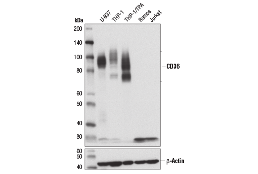 Western Blotting Image 2: CD36 (D8L9T) Rabbit Monoclonal Antibody (BSA and Azide Free)