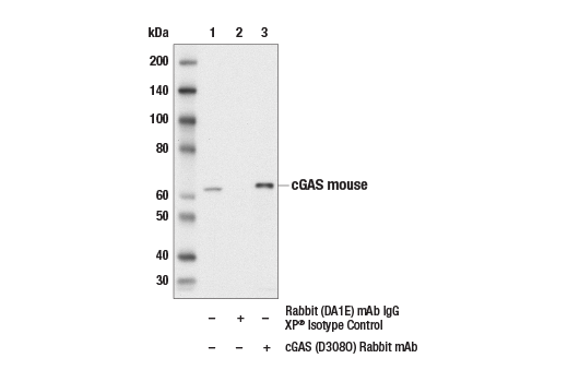 Immunoprecipitation Image 1: cGAS (D3O8O) Rabbit Monoclonal Antibody