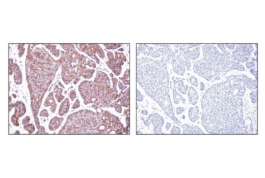 Immunohistochemistry Image 4: IDH2 (D8E3B) Rabbit Monoclonal Antibody