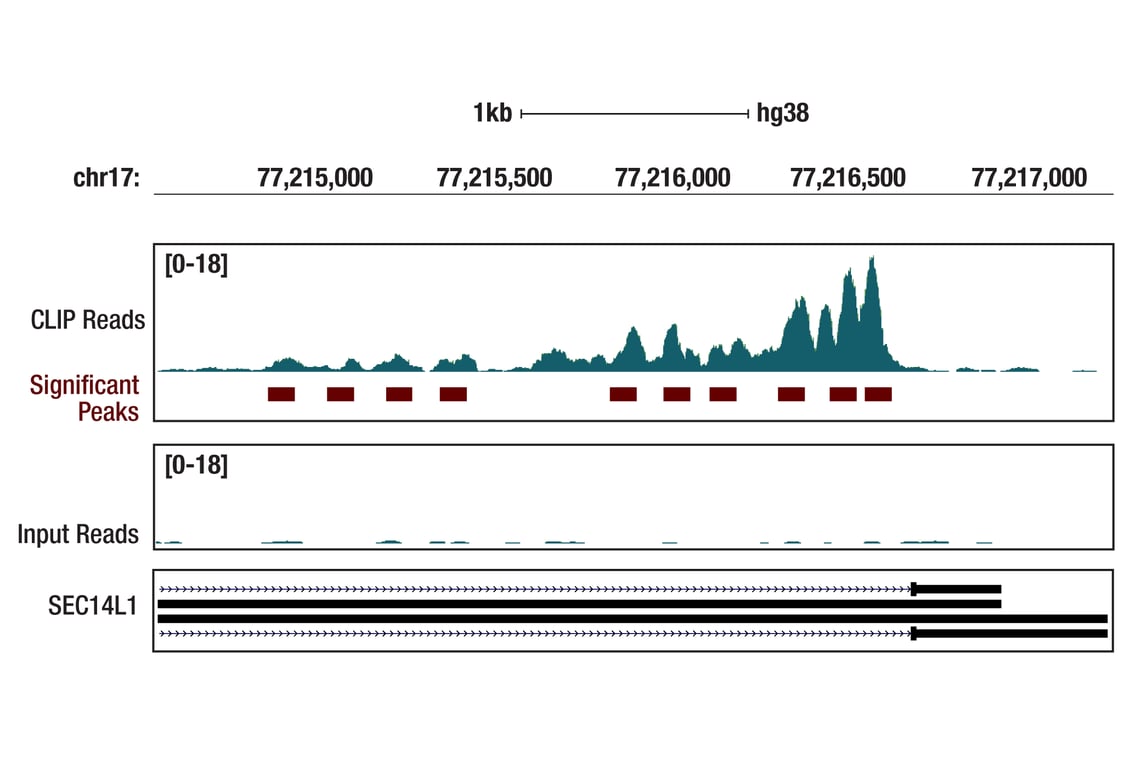 eCLIP Image 1: MEP50 (D56B8) Rabbit Monoclonal Antibody