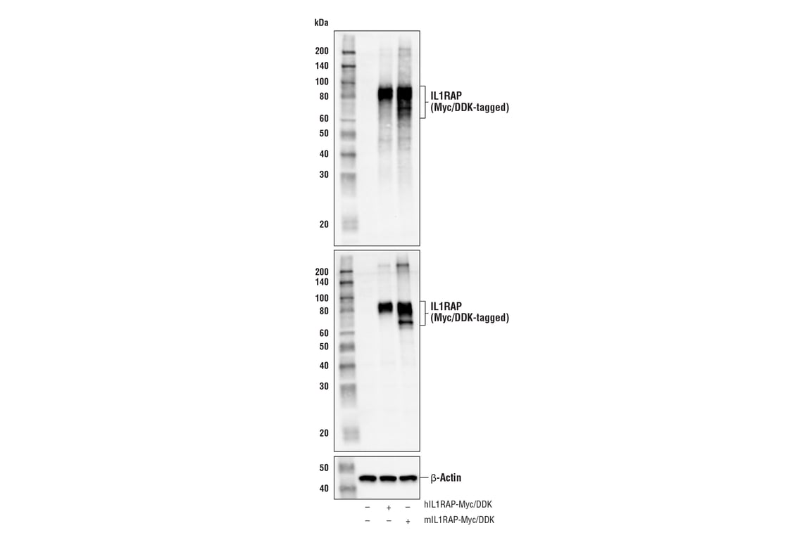 Western Blotting Image 2: IL1RAP (E6W2S) Rabbit Monoclonal Antibody