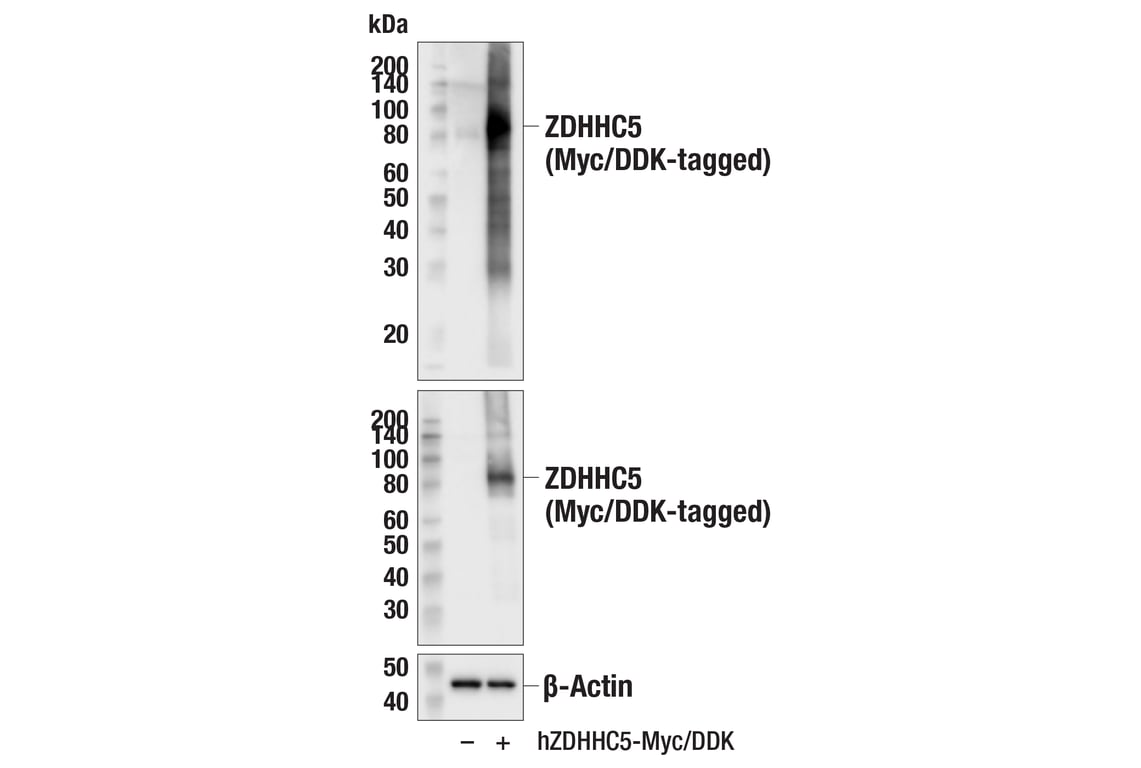 Western Blotting Image 3: ZDHHC5 (E7T4N) Rabbit Monoclonal Antibody