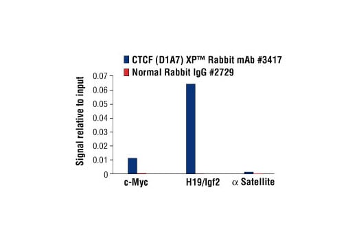 Chromatin Immunoprecipitation Image 1: CTCF (D1A7) Rabbit Monoclonal Antibody