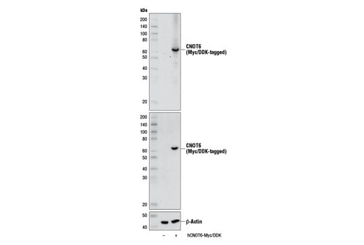 Western Blotting Image 2: CNOT6 (E1L8F) Rabbit Monoclonal Antibody