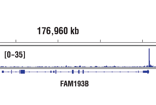 Chromatin Immunoprecipitation Image 1: YY1 (D5D9Z) Rabbit Monoclonal Antibody