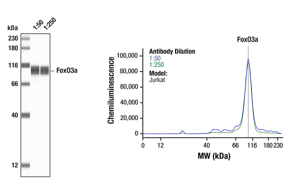 Western Blotting Image 1: FoxO3a (D19A7) Rabbit Monoclonal Antibody