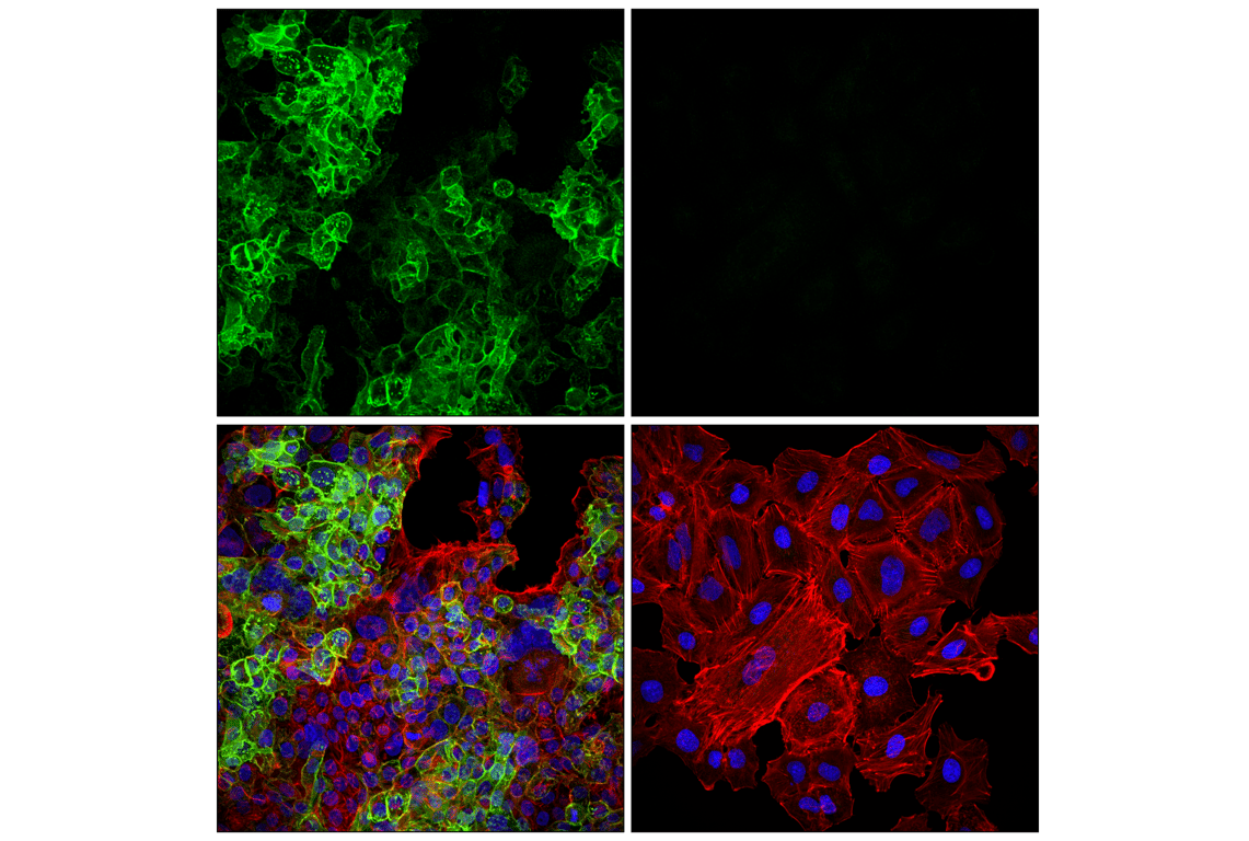 Immunofluorescence Image 1: EAAT1 (F8N7H) Mouse Monoclonal Antibody
