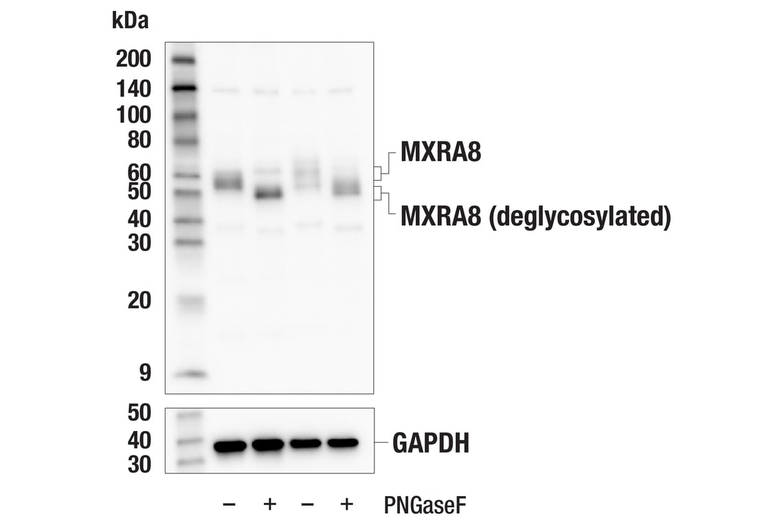 Western Blotting Image 3: MXRA8 (E7K5Q) Rabbit Monoclonal Antibody