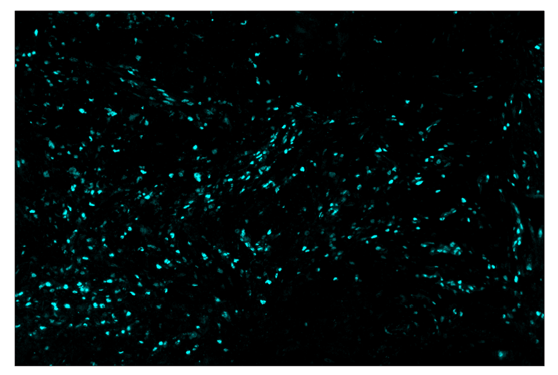 Immunohistochemistry Image 5: Phospho-CREB (Ser133) (87G3) & CO-0125-594 SignalStar<sup>™</sup> Oligo-Antibody Pair