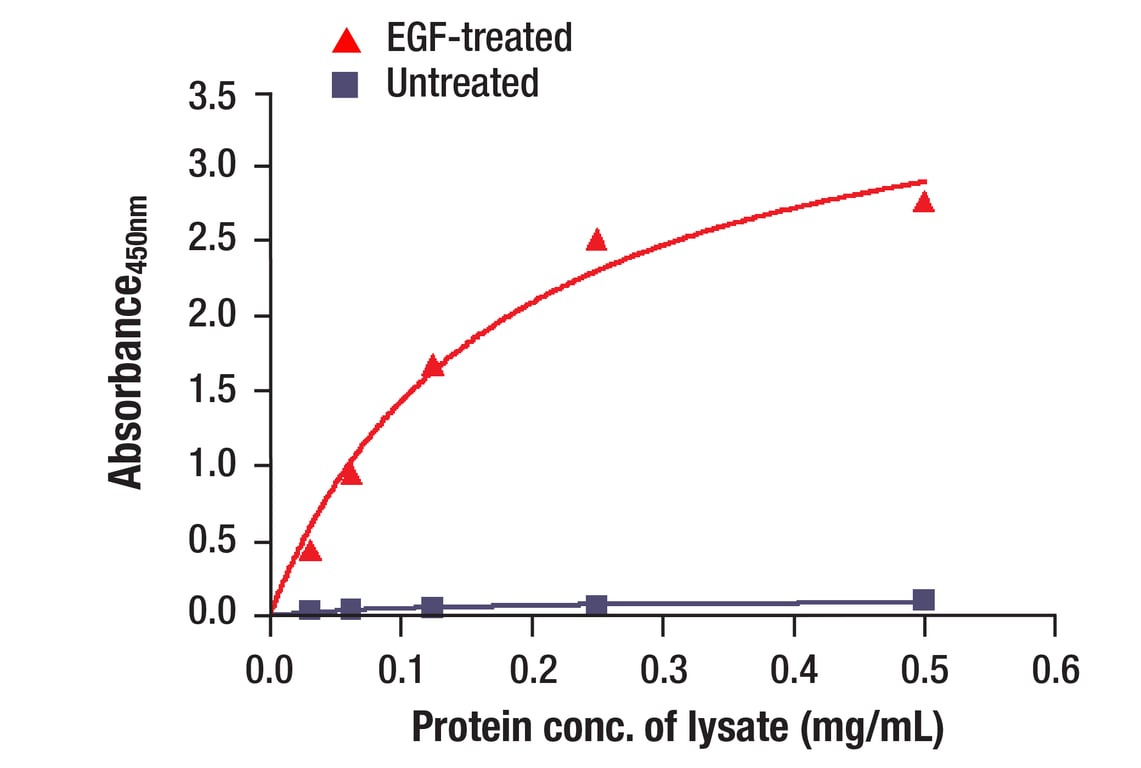 ELISA and/or ELISA-like Assays Image 7: EGF Receptor (EGFR1) Mouse Monoclonal Antibody (BSA and Azide Free)