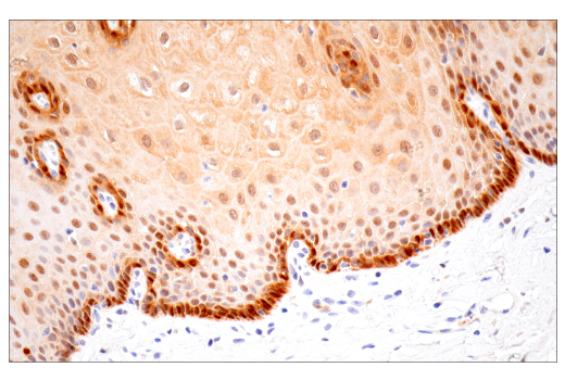 Immunohistochemistry Image 11: IL-18 (E3G8R) Rabbit Monoclonal Antibody (BSA and Azide Free)