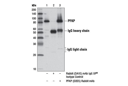 Immunoprecipitation Image 1: PFKP (D2E5) Rabbit Monoclonal Antibody