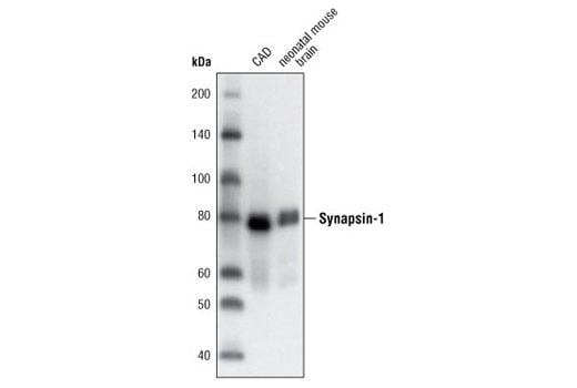 Western Blotting Image 1: Synapsin-1 (D12G5) XP<sup>®</sup> Rabbit mAb