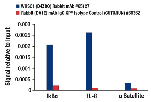 CUT & RUN Image 3: WHSC1 (D4Z8Q) Rabbit Monoclonal Antibody