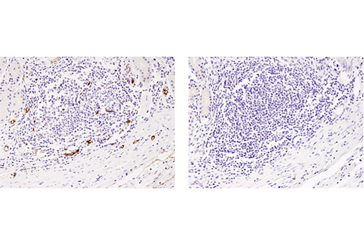 Immunohistochemistry Image 3: Phospho-Ezrin (Thr567)/Radixin (Thr564)/Moesin (Thr558) (48G2) Rabbit mAb