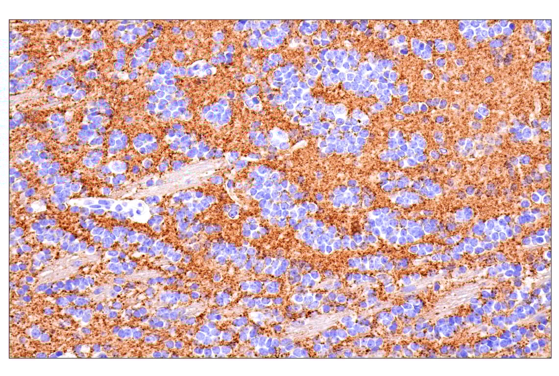 Immunohistochemistry Image 1: VGLUT1 (E8L5B) Rabbit Monoclonal Antibody
