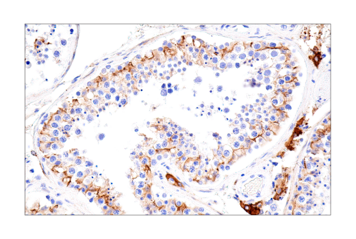 Immunohistochemistry Image 2: Connexin 43 (E7N2R) Rabbit Monoclonal Antibody