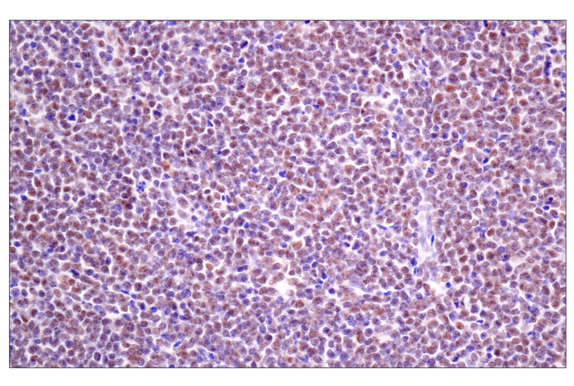 Immunohistochemistry Image 6: TLE3 (E4F3Y) Rabbit Monoclonal Antibody