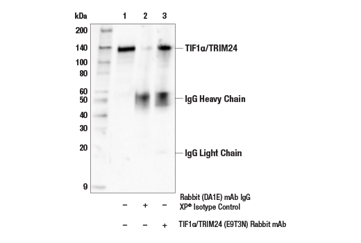 Immunoprecipitation Image 1: TIF1 alpha/TRIM24 (E9T3N) Rabbit Monoclonal Antibody