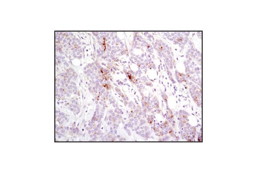 Immunohistochemistry Image 1: SCF (C19H6) Rabbit Monoclonal Antibody