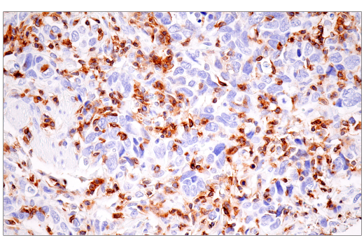 Immunohistochemistry Image 5: SLAMF6/CD352 (E3H1E) Rabbit Monoclonal Antibody (BSA and Azide Free)