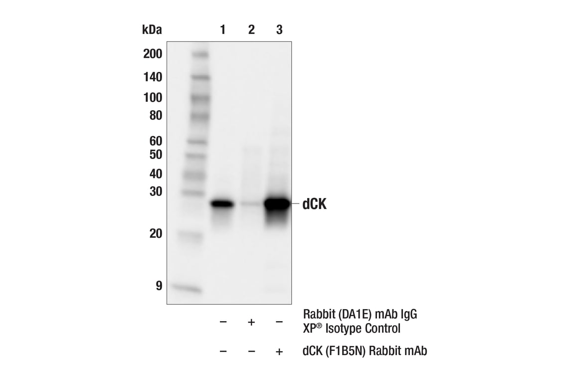 Immunoprecipitation Image 1: dCK (F1B5N) Rabbit Monoclonal Antibody