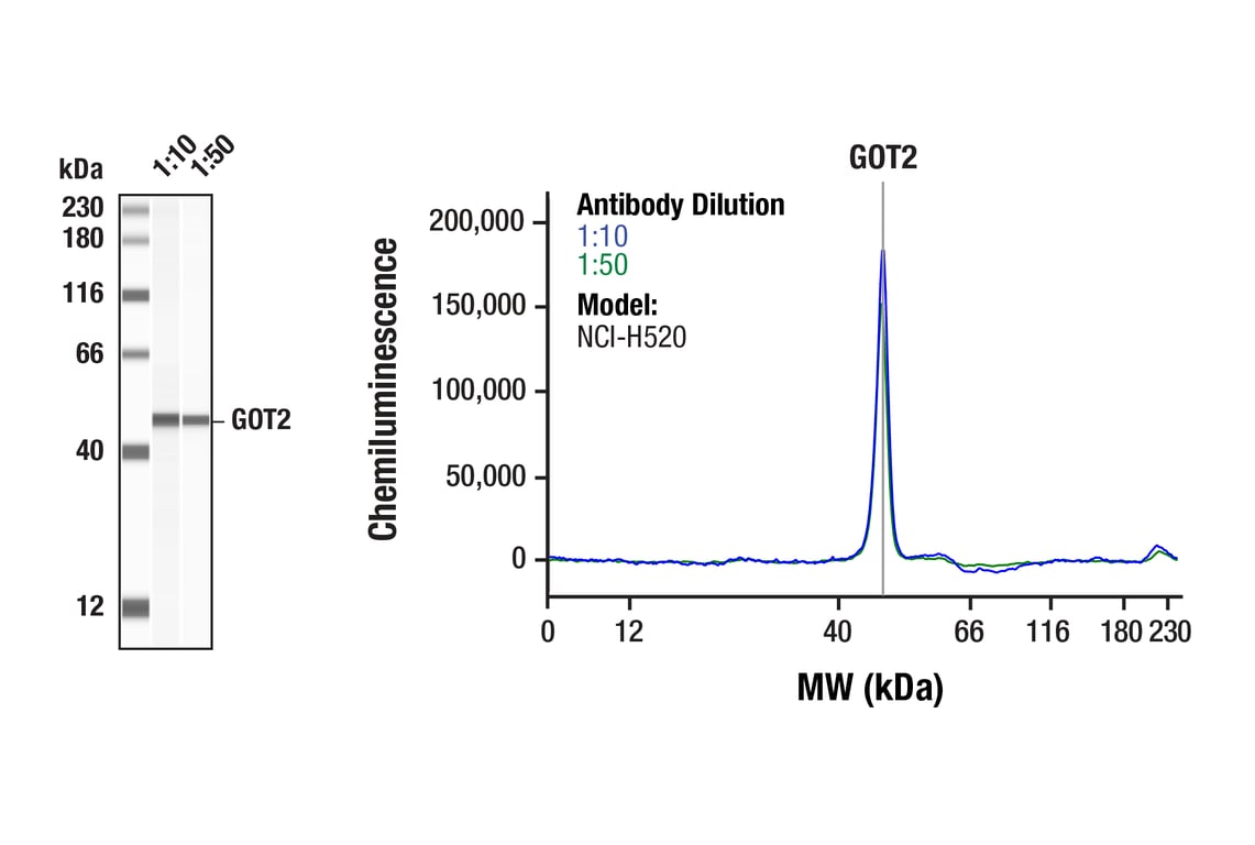 Western Blotting Image 1: GOT2 (F4P3R) Rabbit Monoclonal Antibody