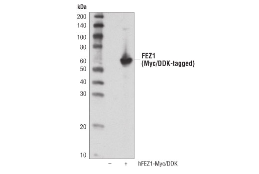 Western Blotting Image 2: FEZ1 (D9R8Q) Rabbit Monoclonal Antibody