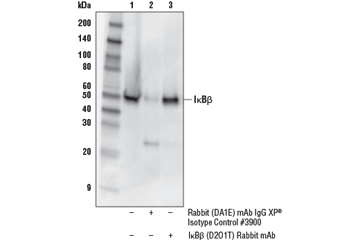 Immunoprecipitation Image 1: IkappaB beta (D2O1T) Rabbit Monoclonal Antibody