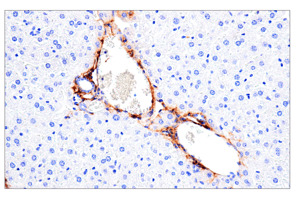 Immunohistochemistry Image 5: DPEP-1/MDP (E5H7T) Rabbit Monoclonal Antibody