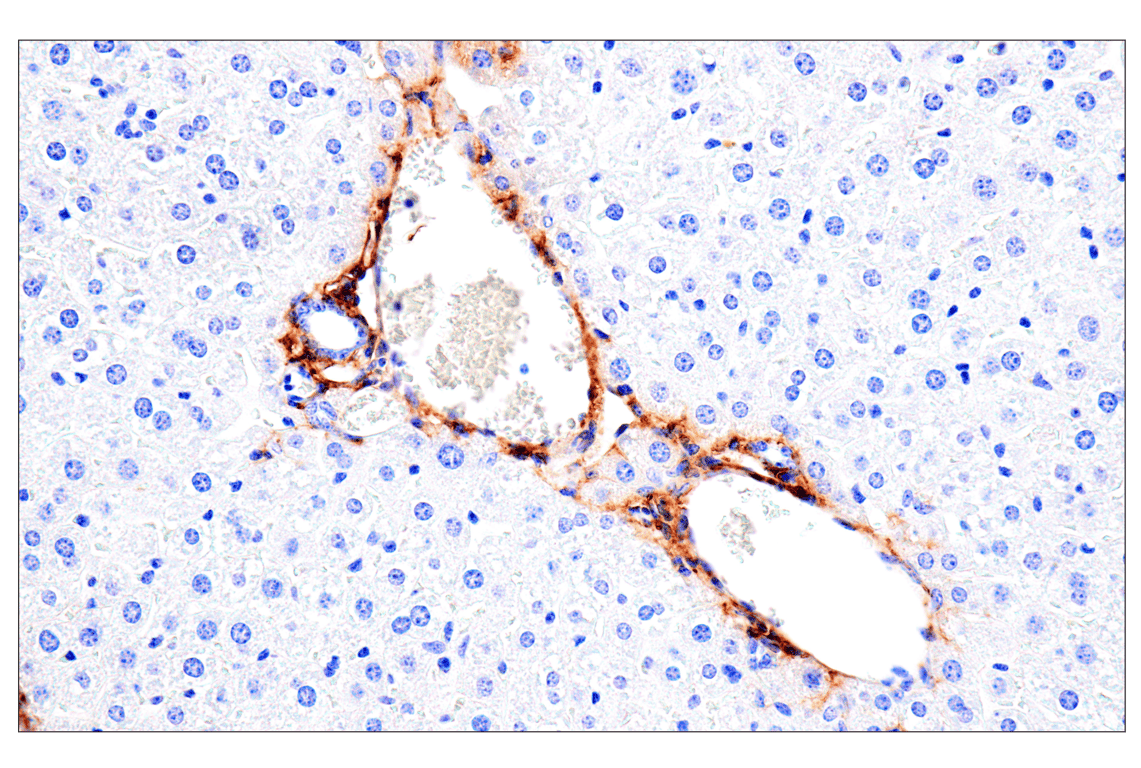 Immunohistochemistry Image 5: DPEP-1/MDP (E5H7T) Rabbit mAb