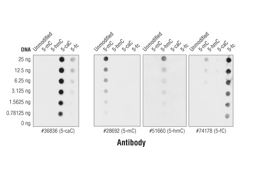 undefined Image 2: DNA Cytosine Modification Antibody Sampler Kit