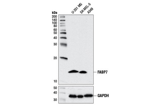 Western Blotting Image 1: FABP7 (D8N3N) Rabbit mAb