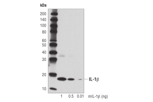 Western Blotting Image 2: IL-1 beta (D6D6T) Rabbit Monoclonal Antibody (BSA and Azide Free)