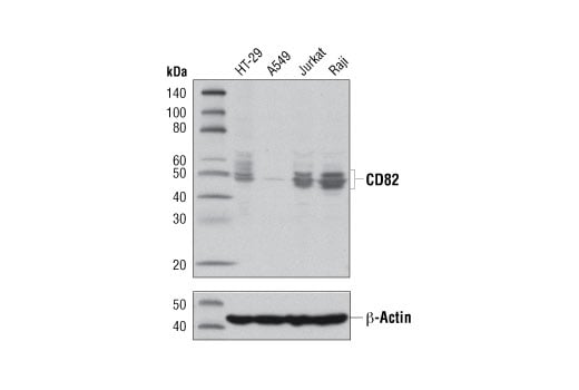 Western Blotting Image 2: CD82 (D7G6H) Rabbit Monoclonal Antibody