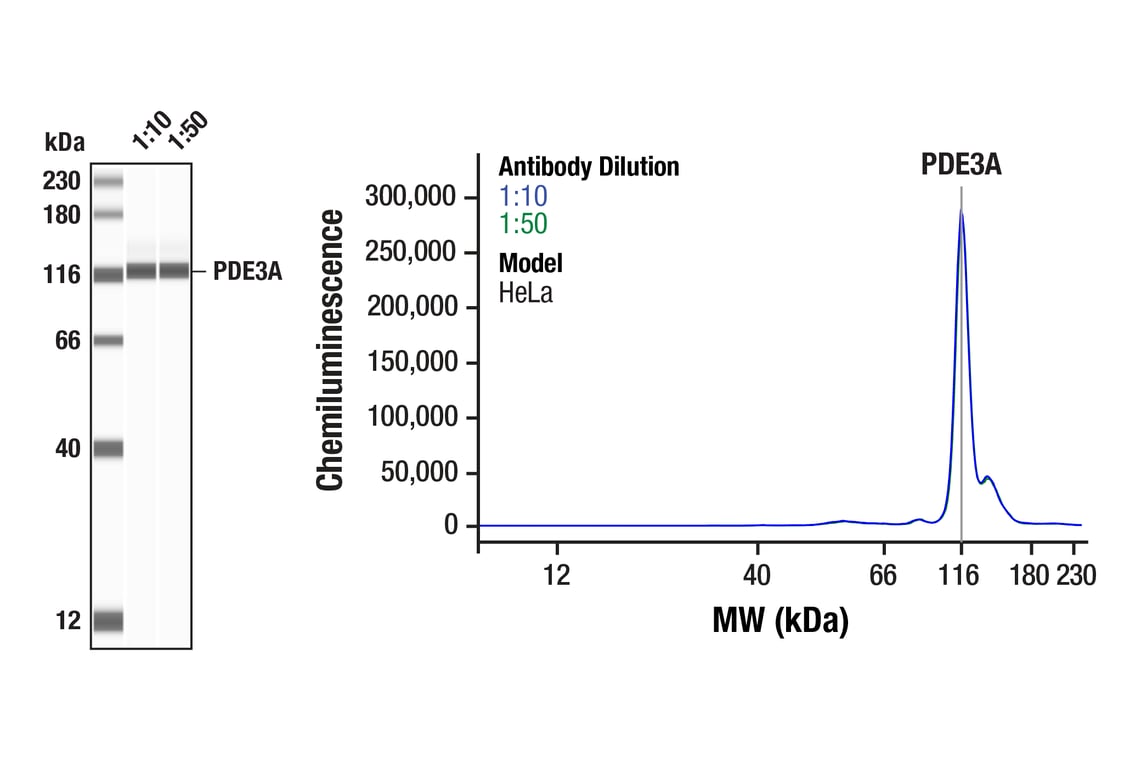 Western Blotting Image 1: PDE3A (F7I6O) Rabbit Monoclonal Antibody